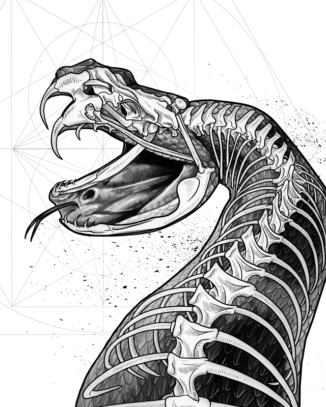 rattlesnake 8x10